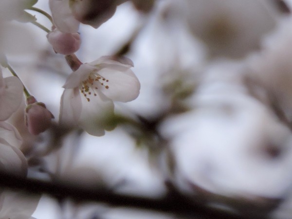 20160327 083　花　霞　小